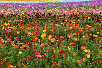 10 Best Places to Travel This Spring in the U.S.
