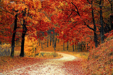 Edge of the Map: Fall Edition