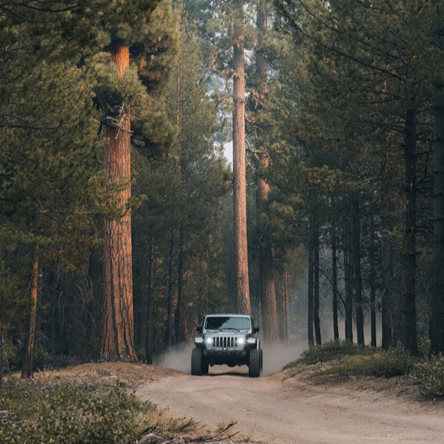 Jeep driving on a dirt road through a forest with tall trees